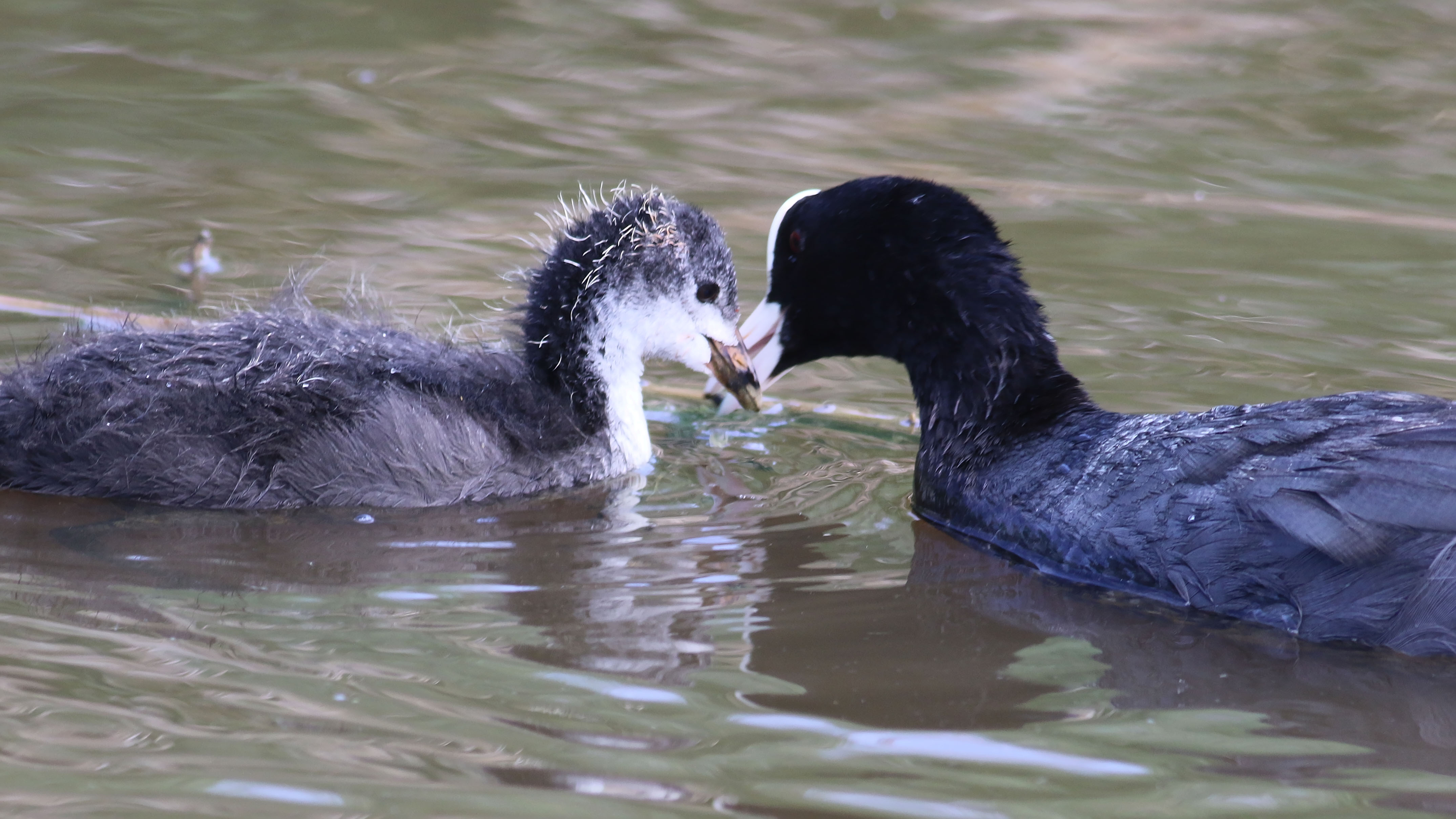 Eurasian Coot